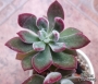 Ешеверия (Echeveria pulvinata oliver)