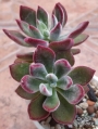 Ешеверия (Echeveria pulvinata oliver)