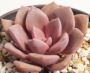 Ешеверия (Echeveria Purple Rain)