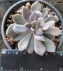Ешеверия (Echeveria Purple Rain)