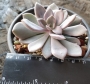 Ешеверия (Echeveria Purple Rain)