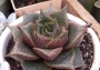 Ешеверия (Echeveria purpusorum)