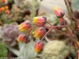 Ешеверия (Echeveria purpusorum)