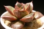 Ешеверия (Echeveria purpusorum)
