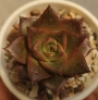 Ешеверия (Echeveria purpusorum)