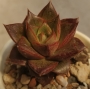 Ешеверия (Echeveria purpusorum)