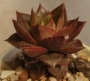 Ешеверия (Echeveria purpusorum)