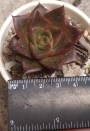 Ешеверия (Echeveria purpusorum)