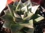 Ешеверия (Echeveria purpusorum)