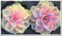Ешеверия (Echeveria Rainbow)