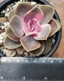 Ешеверия (Echeveria Rainbow)