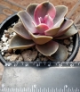 Ешеверия (Echeveria Rainbow)
