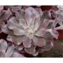 Ешеверия (Echeveria Red Prince, Echeveria Painted Frills)