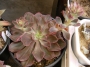 Ешеверия (Echeveria Red Prince, Echeveria Painted Frills)