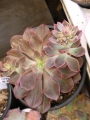 Ешеверия (Echeveria Red Prince, Echeveria Painted Frills)