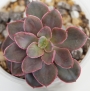 Ешеверия (Echeveria Red Prince, Echeveria Painted Frills)
