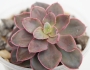 Ешеверия (Echeveria Red Prince, Echeveria Painted Frills)