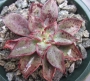 Ешеверия (Echeveria riga)