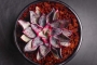 Ешеверия (Echeveria riga)