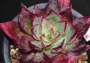 Ешеверия (Echeveria riga)