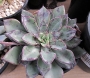 Ешеверия (Echeveria riga)