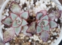 Ешеверия (Echeveria riga)