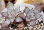 Ешеверия (Echeveria riga)
