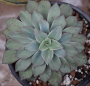 Ешеверия (Echeveria riga)
