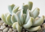 Ешеверия (Echeveria runyonii cv. Topsy Turvy)
