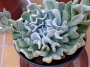 Ешеверия (Echeveria runyonii cv. Topsy Turvy)