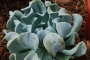Ешеверия (Echeveria runyonii cv. Topsy Turvy)