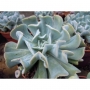 Ешеверия (Echeveria runyonii cv. Topsy Turvy)