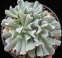 Ешеверия (Echeveria runyonii cv. Topsy Turvy)