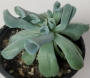 Ешеверия (Echeveria runyonii cv. Topsy Turvy)