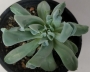 Ешеверия (Echeveria runyonii cv. Topsy Turvy)