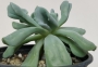 Ешеверия (Echeveria runyonii cv. Topsy Turvy)