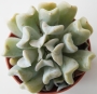 Ешеверия (Echeveria runyonii cv. Topsy Turvy)