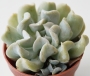 Ешеверия (Echeveria runyonii cv. Topsy Turvy)