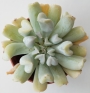 Ешеверия (Echeveria runyonii cv. Topsy Turvy)