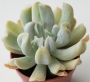 Ешеверия (Echeveria runyonii cv. Topsy Turvy)