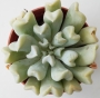Ешеверия (Echeveria runyonii cv. Topsy Turvy)
