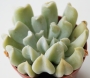 Ешеверия (Echeveria runyonii cv. Topsy Turvy)