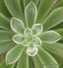 Ешеверия (Echeveria setosa, Echeveria harmsi, Echeveria cv. Doris Taylor)
