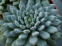 Ешеверия (Echeveria setosa var. deminuta cv. Rundelli)