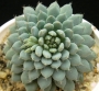 Ешеверия (Echeveria setosa var. deminuta cv. Rundelli)