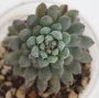 Ешеверия (Echeveria setosa var. deminuta cv. Rundelli)
