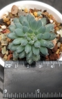Ешеверия (Echeveria setosa var. deminuta cv. Rundelli)