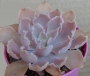 Ешеверия (Echeveria Simulans)