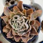 Ешеверия (Echeveria Simulans)
