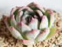 Ешеверия (Echeveria sp)